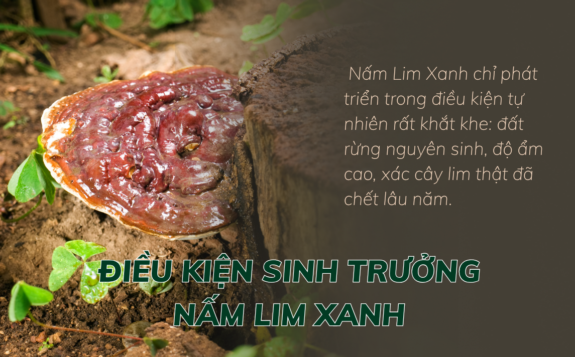 Nấm Lim Xanh là gì nấm lim xanh trimico